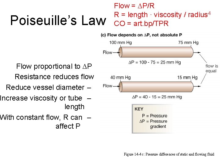 Poiseuille’s Law Flow = P/R R = length · viscosity / radius 4 CO Poiseuille’s Law Flow = P/R R = length · viscosity / radius 4 CO