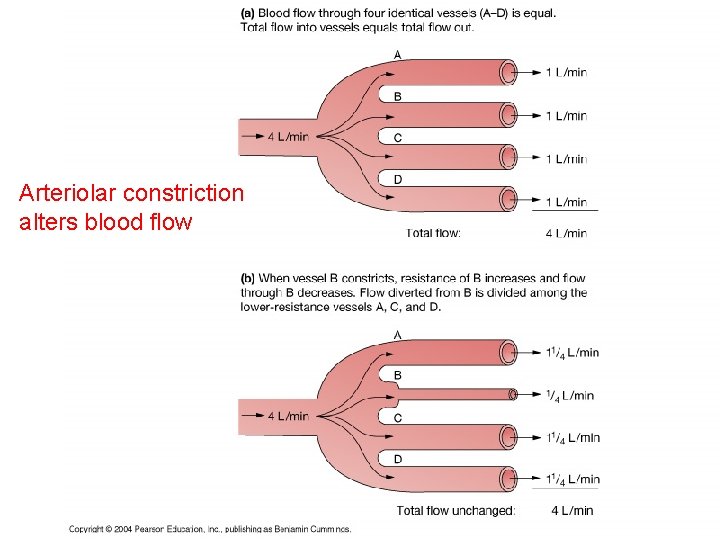 Arteriolar constriction alters blood flow Arteriolar constriction alters blood flow