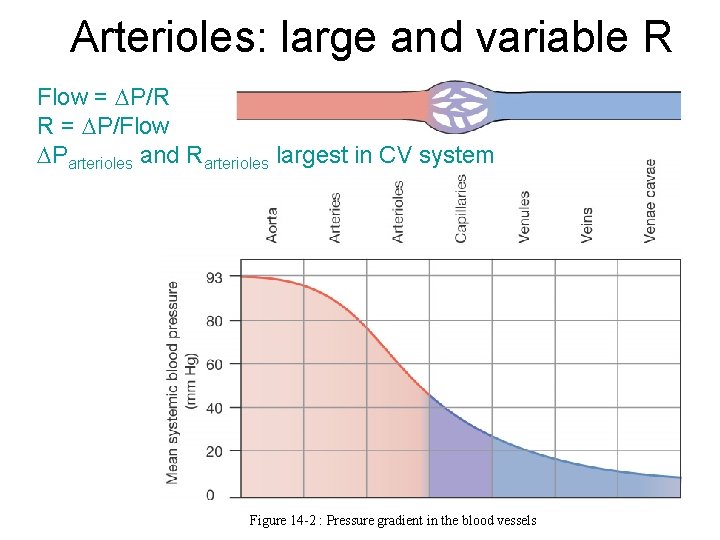 Arterioles: large and variable R Flow = P/R R = P/Flow Parterioles and Rarterioles Arterioles: large and variable R Flow = P/R R = P/Flow Parterioles and Rarterioles