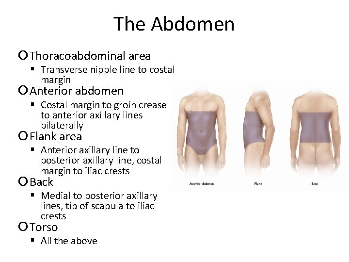 The Abdomen Thoracoabdominal area Transverse nipple line to costal margin Anterior abdomen Costal margin
