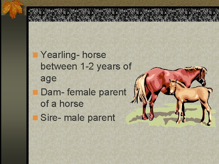 n Yearling- horse between 1 -2 years of age n Dam- female parent of