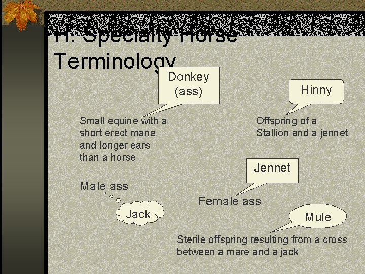 H. Specialty Horse Terminology Donkey (ass) Small equine with a short erect mane and