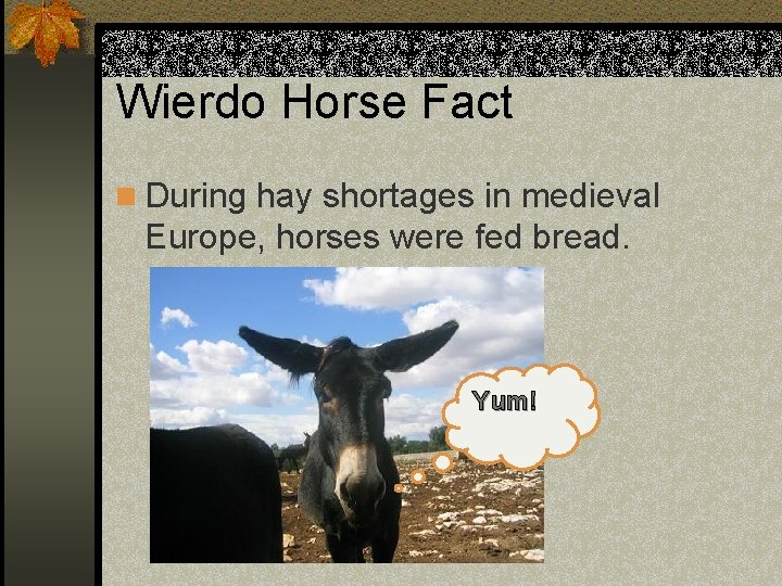 Wierdo Horse Fact n During hay shortages in medieval Europe, horses were fed bread.