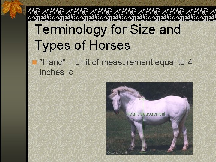 Terminology for Size and Types of Horses n “Hand” – Unit of measurement equal