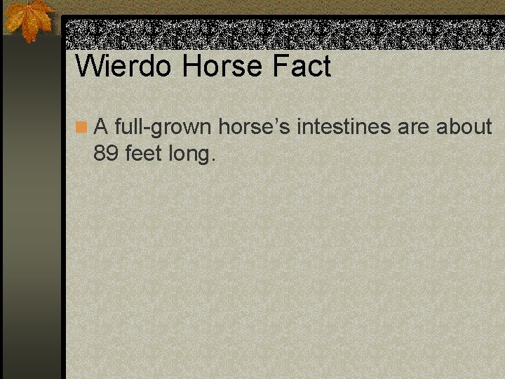 Wierdo Horse Fact n A full-grown horse’s intestines are about 89 feet long. 