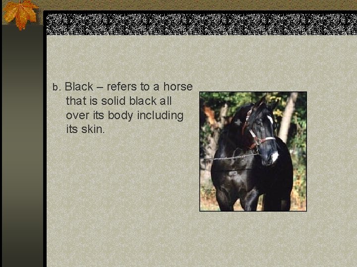 b. Black – refers to a horse that is solid black all over its