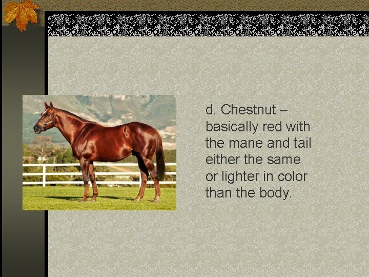 d. Chestnut – basically red with the mane and tail either the same or