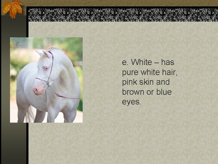 e. White – has pure white hair, pink skin and brown or blue eyes.