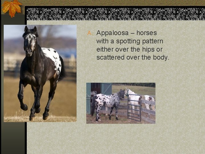 A. Appaloosa – horses with a spotting pattern either over the hips or scattered