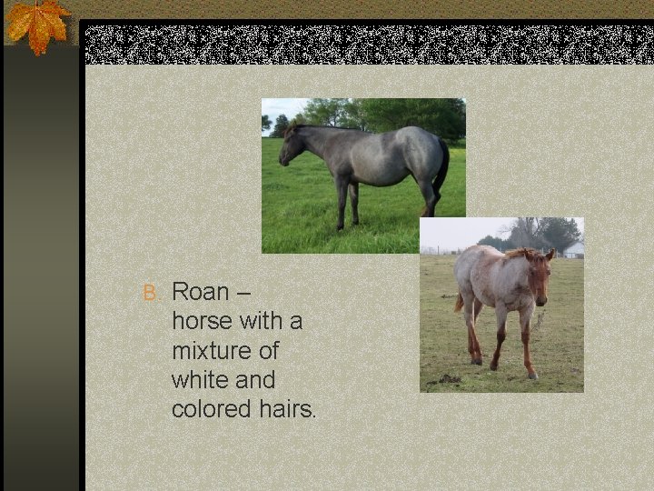 B. Roan – horse with a mixture of white and colored hairs. 