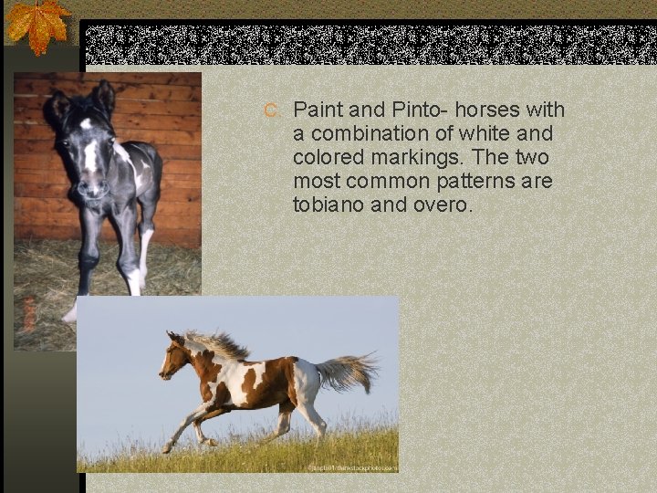 C. Paint and Pinto- horses with a combination of white and colored markings. The