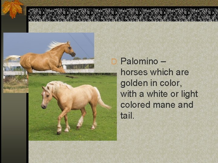 D. Palomino – horses which are golden in color, with a white or light