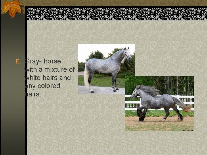 E. Gray- horse with a mixture of white hairs and any colored hairs. 