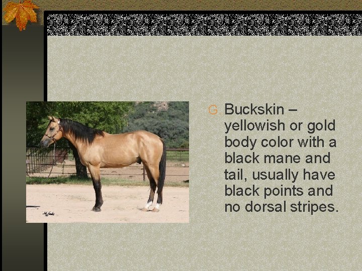 G. Buckskin – yellowish or gold body color with a black mane and tail,