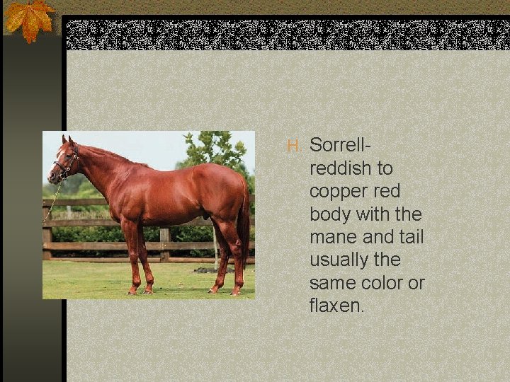 H. Sorrell- reddish to copper red body with the mane and tail usually the