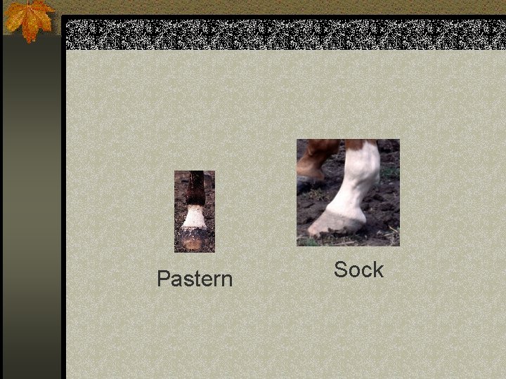 Pastern Sock 
