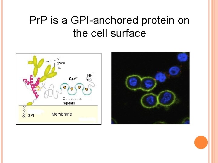 Pr. P is a GPI-anchored protein on the cell surface Nglyca ns Cu 2+