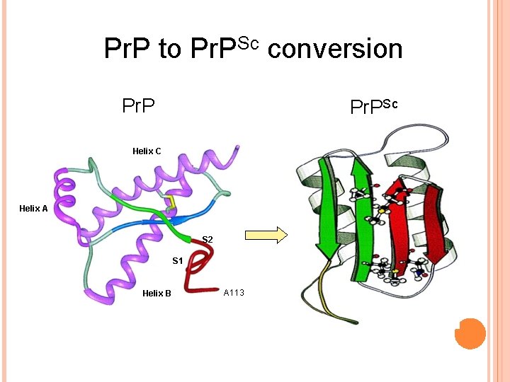 Pr. P to Pr. PSc conversion Pr. PSc Helix C Helix A S 2