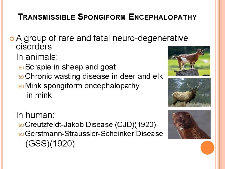 TRANSMISSIBLE SPONGIFORM ENCEPHALOPATHY A group of rare and fatal neuro-degenerative disorders In animals: Scrapie