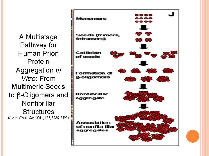 A Multistage Pathway for Human Prion Protein Aggregation in Vitro: From Multimeric Seeds to