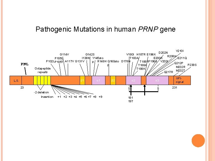 Pathogenic Mutations in human PRNP gene P 39 L V 210 I D 202