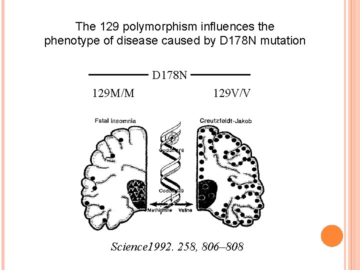 The 129 polymorphism influences the phenotype of disease caused by D 178 N mutation