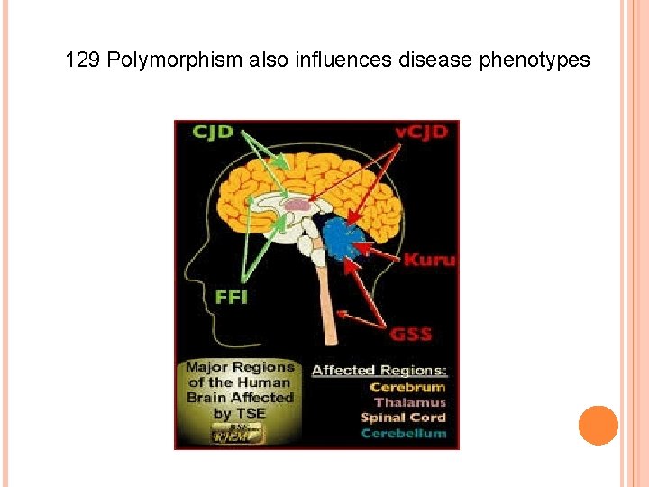 129 Polymorphism also influences disease phenotypes 
