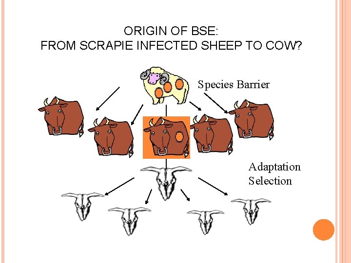 ORIGIN OF BSE: FROM SCRAPIE INFECTED SHEEP TO COW? Species Barrier Adaptation Selection 