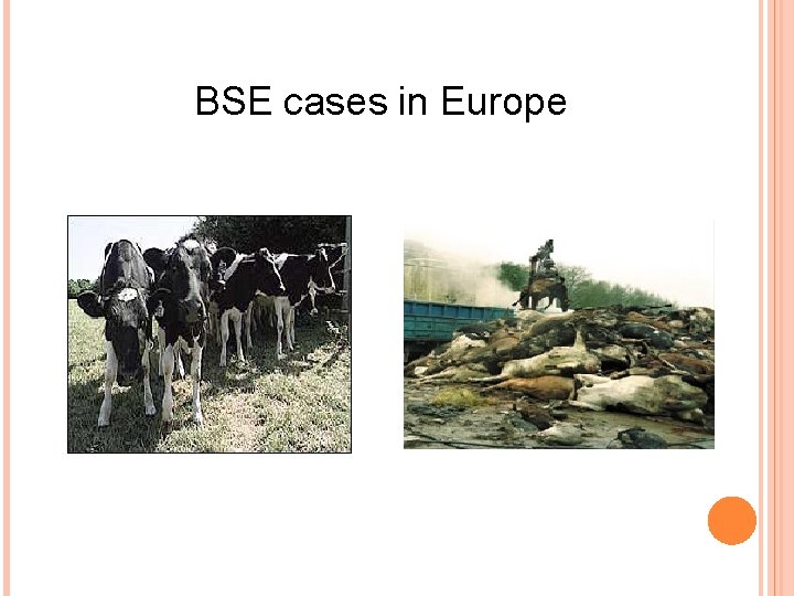 BSE cases in Europe 