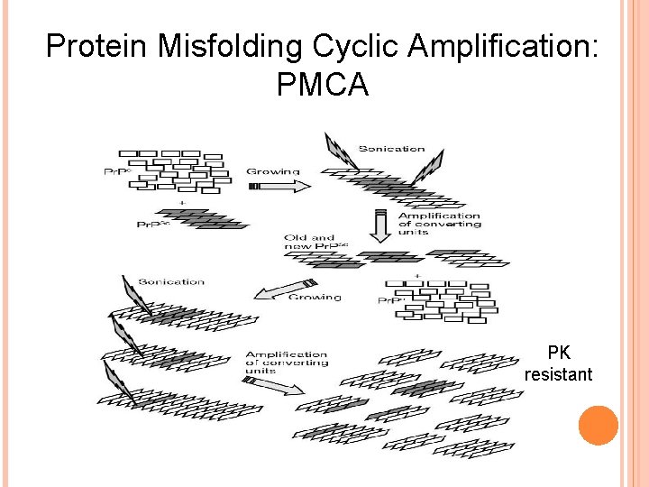 Protein Misfolding Cyclic Amplification: PMCA PK resistant 