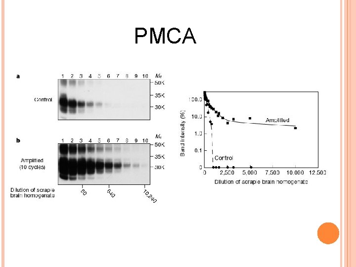 PMCA 