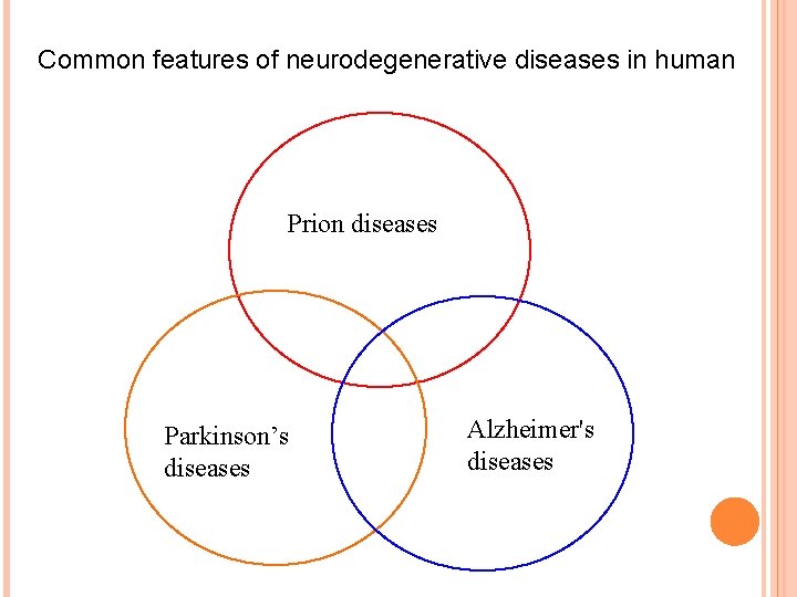 Common features of neurodegenerative diseases in human Prion diseases Parkinson’s diseases Alzheimer's diseases 