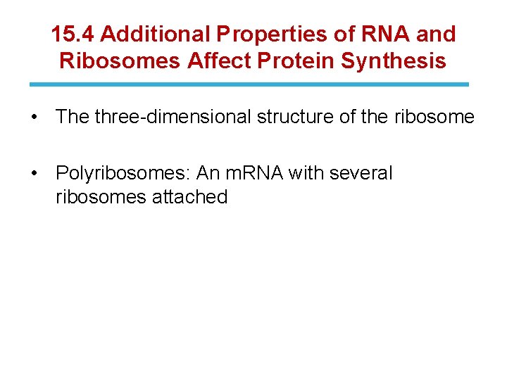 15. 4 Additional Properties of RNA and Ribosomes Affect Protein Synthesis • The three-dimensional