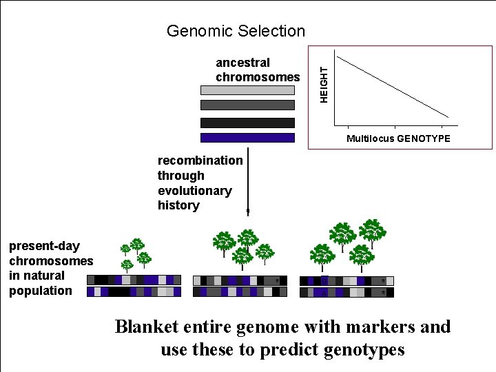 ancestral chromosomes HEIGHT Genomic Selection Multilocus GENOTYPE recombination through evolutionary history present-day chromosomes in
