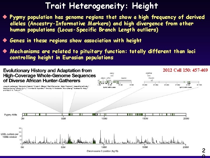 Trait Heterogeneity: Height u Pygmy population has genome regions that show a high frequency