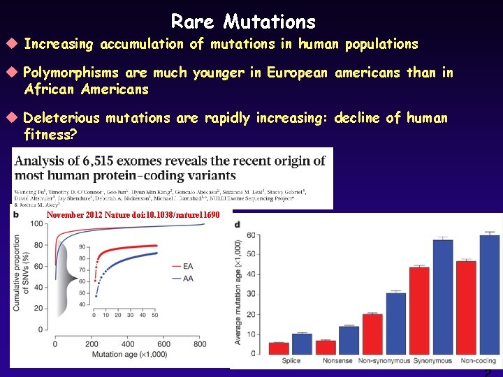 Rare Mutations u Increasing accumulation of mutations in human populations u Polymorphisms are much