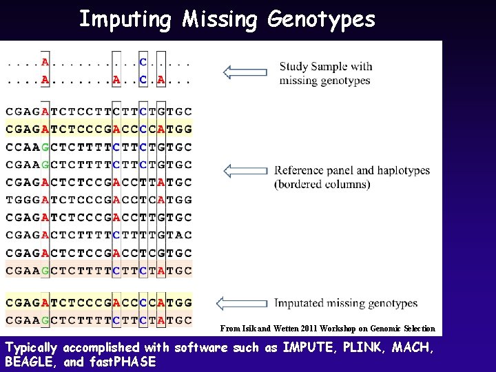 Imputing Missing Genotypes From Isik and Wetten 2011 Workshop on Genomic Selection Typically accomplished