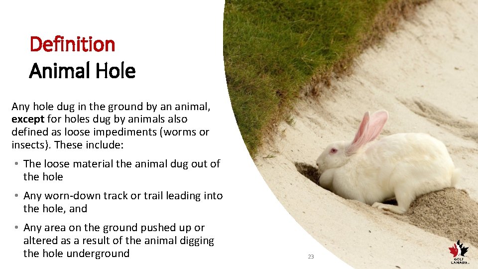 Definition Animal Hole Any hole dug in the ground by an animal, except for