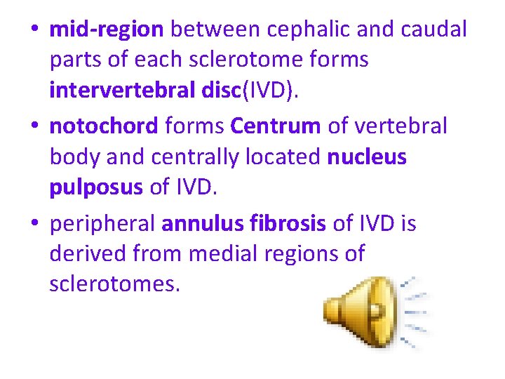  • mid-region between cephalic and caudal parts of each sclerotome forms intervertebral disc(IVD).
