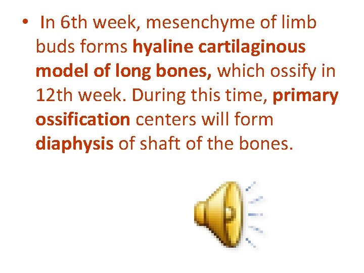  • In 6 th week, mesenchyme of limb buds forms hyaline cartilaginous model