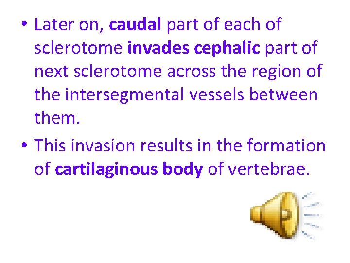  • Later on, caudal part of each of sclerotome invades cephalic part of