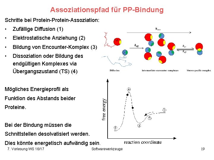 Assoziationspfad für PP-Bindung Schritte bei Protein-Assoziation: • Zufällige Diffusion (1) • Elektrostatische Anziehung (2)