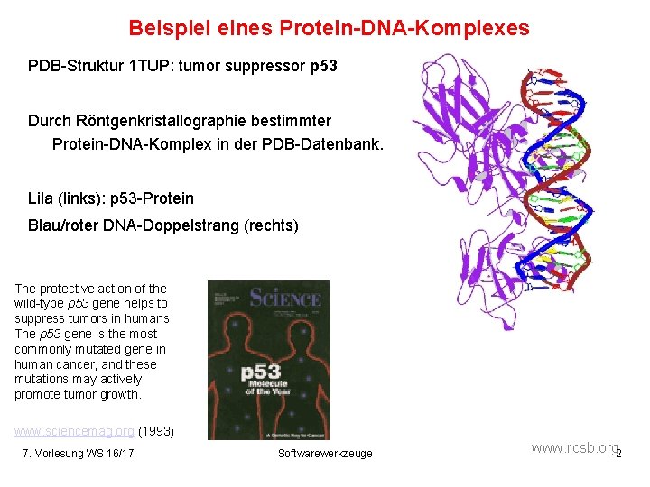 Beispiel eines Protein-DNA-Komplexes PDB-Struktur 1 TUP: tumor suppressor p 53 Durch Röntgenkristallographie bestimmter Protein-DNA-Komplex