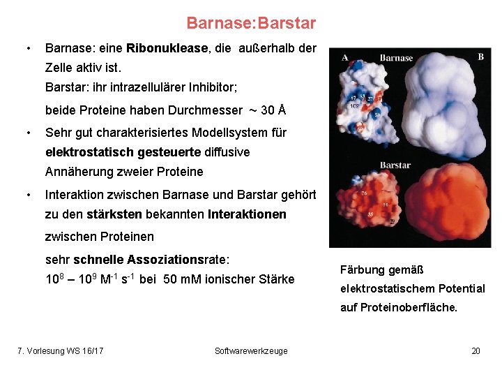 Barnase: Barstar • Barnase: eine Ribonuklease, die außerhalb der Zelle aktiv ist. Barstar: ihr