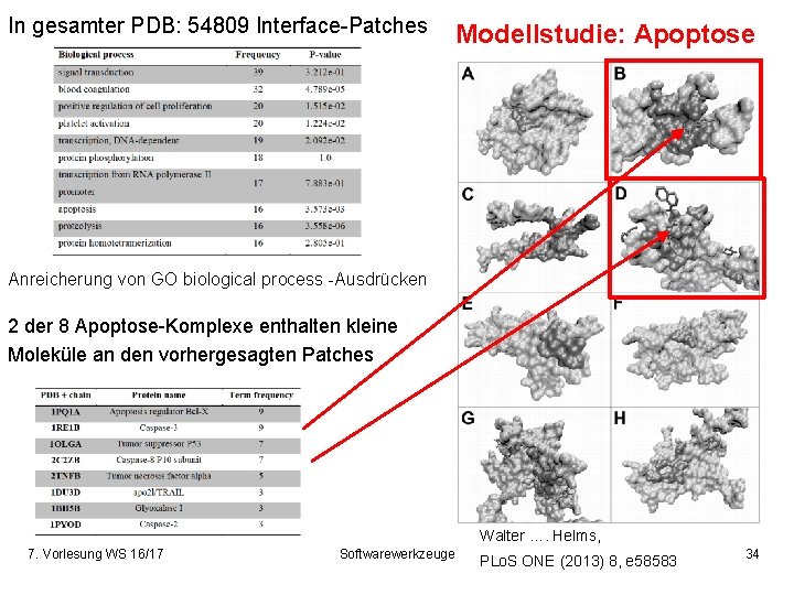 In gesamter PDB: 54809 Interface-Patches Modellstudie: Apoptose Anreicherung von GO biological process -Ausdrücken 2