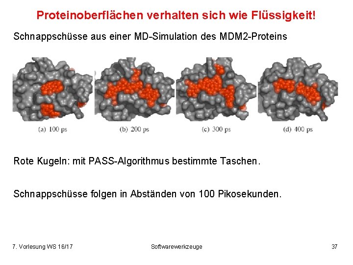 Proteinoberflächen verhalten sich wie Flüssigkeit! Schnappschüsse aus einer MD-Simulation des MDM 2 -Proteins Rote