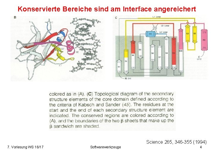 Konservierte Bereiche sind am Interface angereichert Science 265, 346 -355 (1994) 7. Vorlesung WS