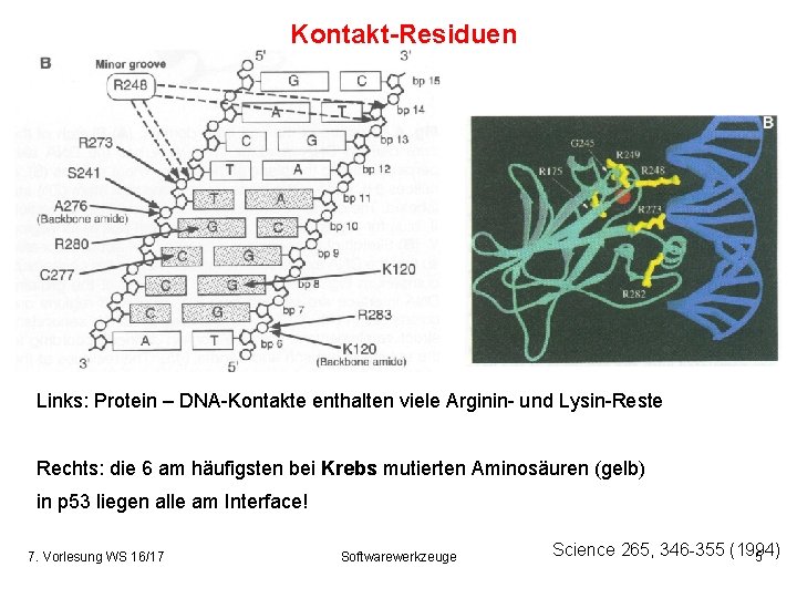 Kontakt-Residuen Links: Protein – DNA-Kontakte enthalten viele Arginin- und Lysin-Reste Rechts: die 6 am