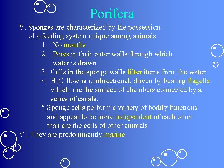 PoriferaThe sponges Porifera Venuss Flower Basket w Wedding