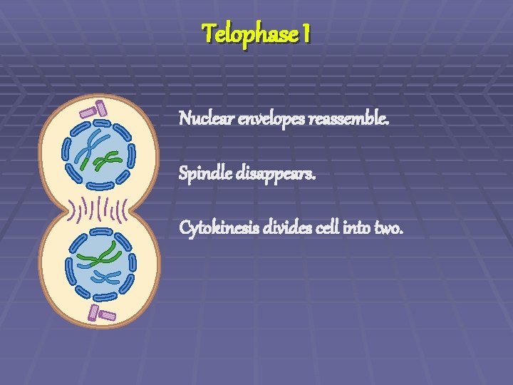 Telophase I Nuclear envelopes reassemble. Spindle disappears. Cytokinesis divides cell into two. 